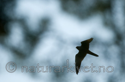 BB 09 0211 / Falco subbuteo / Lerkefalk